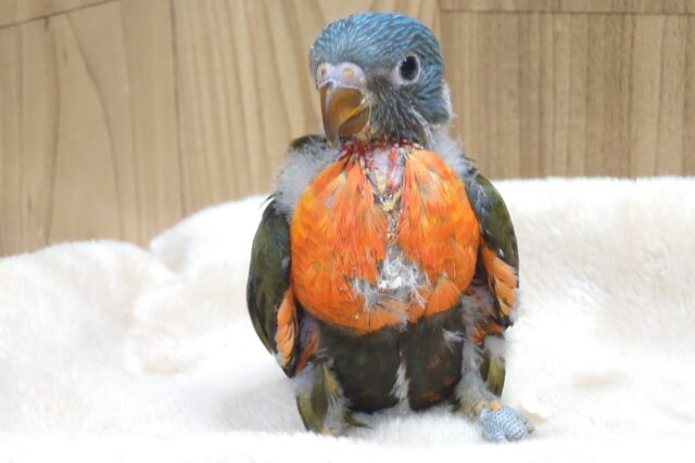 ゴシキセイガイインコ