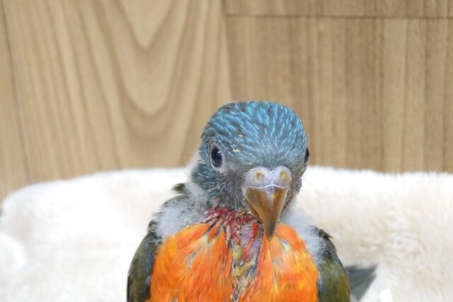 ゴシキセイガイインコ