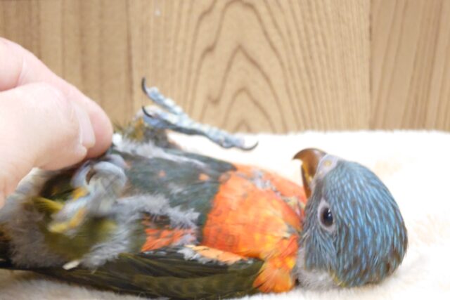 ゴシキセイガイインコ