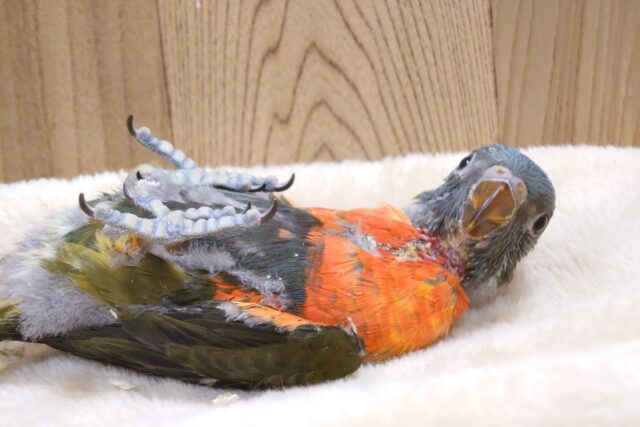 ゴシキセイガイインコ