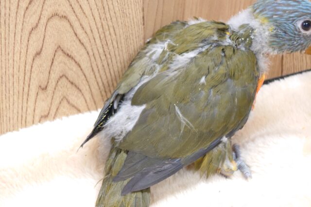 ゴシキセイガイインコ