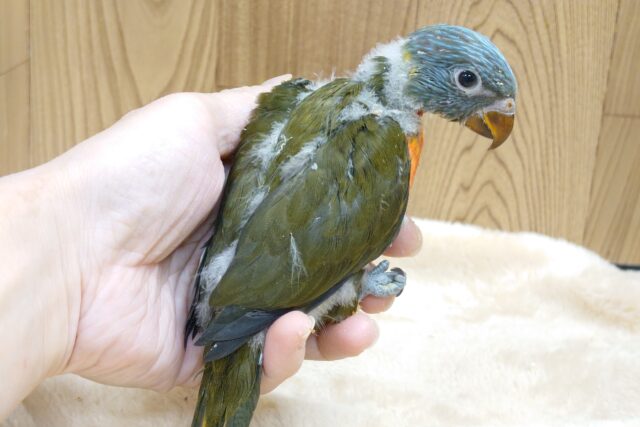 ゴシキセイガイインコ