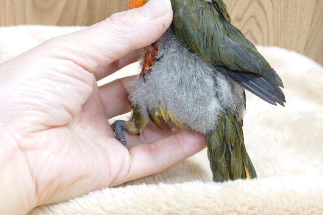 ゴシキセイガイインコ