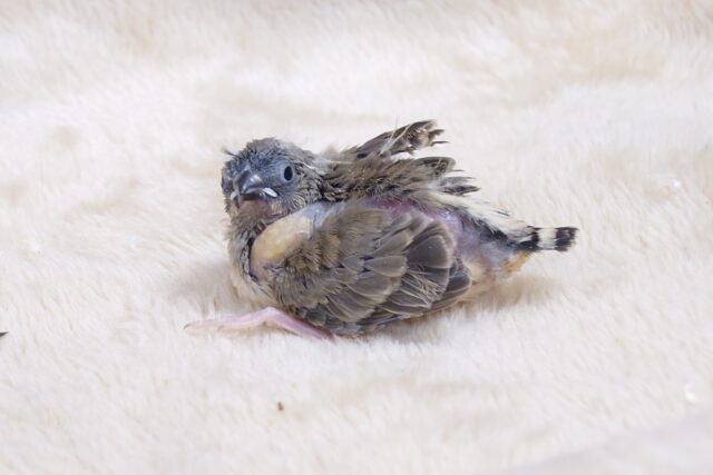 錦花鳥（キンカチョウ）