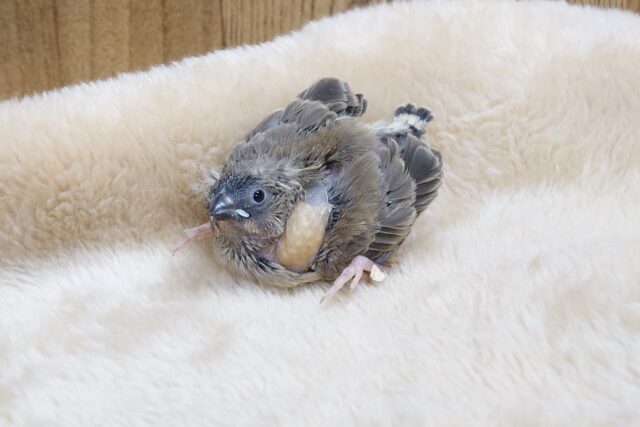 錦花鳥（キンカチョウ）