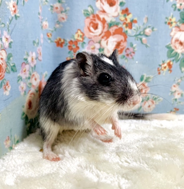 カラージャービル 白黒🤍🖤🐭🌼 2/21 カラージャービル(スナネズミ)