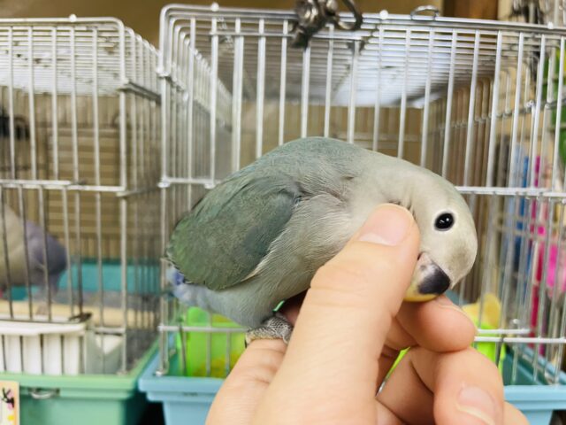 コザクラインコ（小桜インコ）