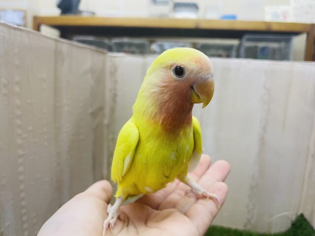 コザクラインコ（小桜インコ）