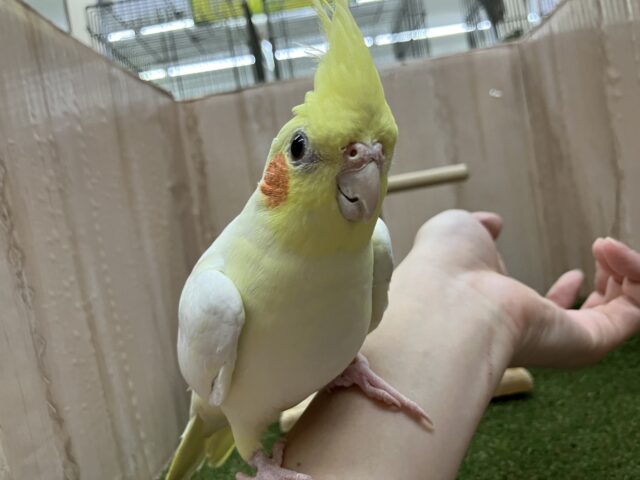 オカメインコ