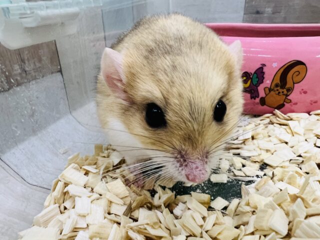 マカロニマウス（ファットテールジャービル、オブトアレチネズミ）