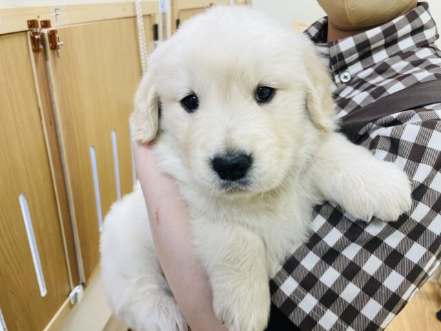 ゴールデンレトリバー