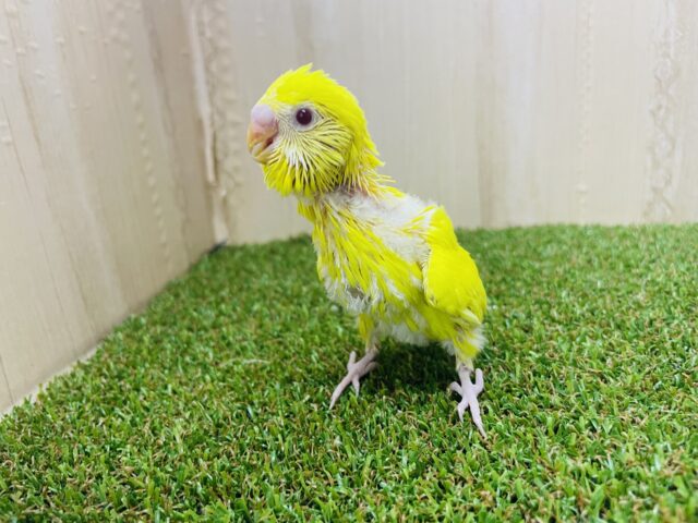 セキセイインコ