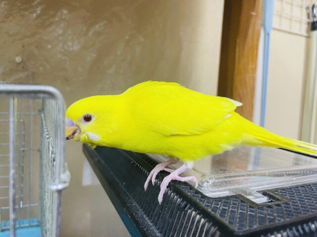 セキセイインコ