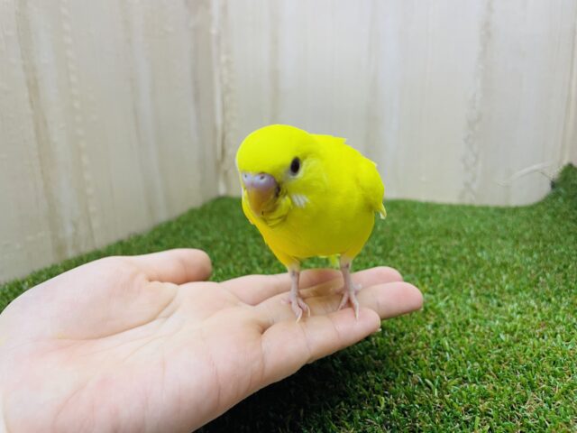 セキセイインコ