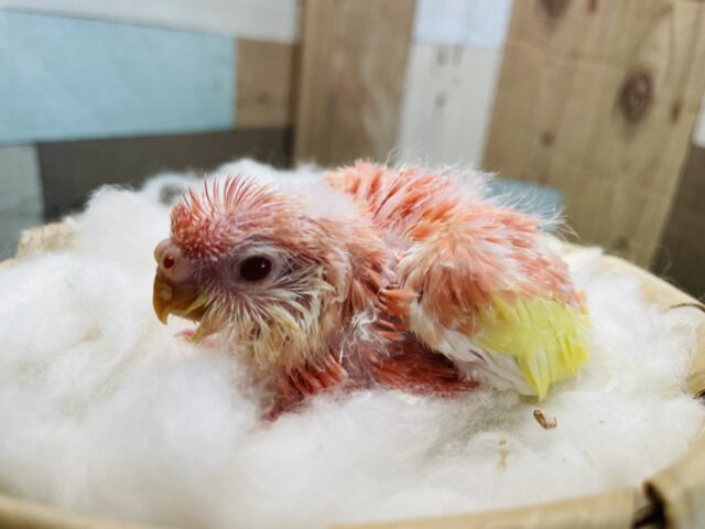 アキクサインコ（秋草インコ）