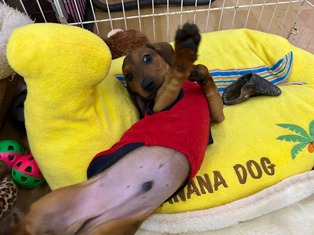 スタンダードダックス