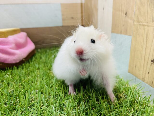 ゴールデンハムスター