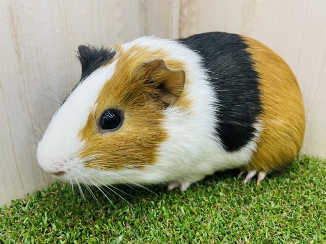 イングリッシュモルモット