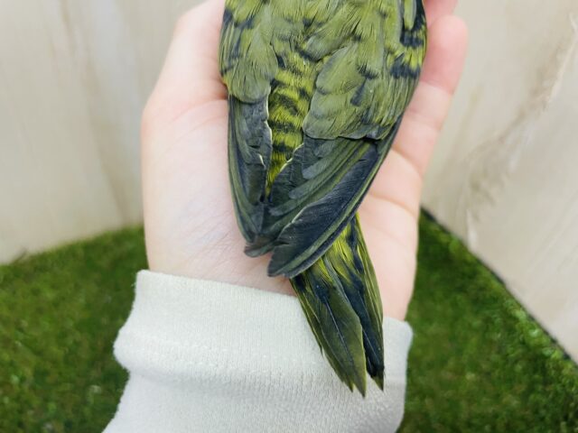 サザナミインコ