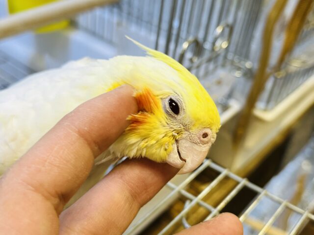 オカメインコ