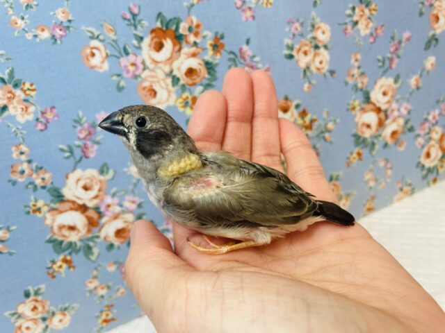 錦花鳥（キンカチョウ）