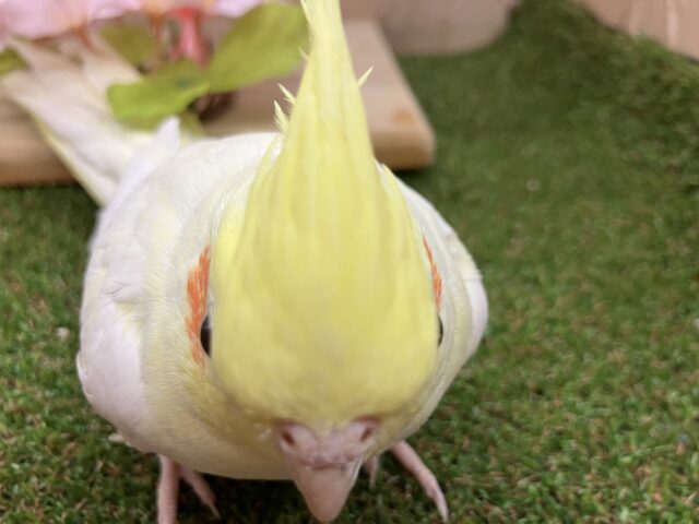 オカメインコ
