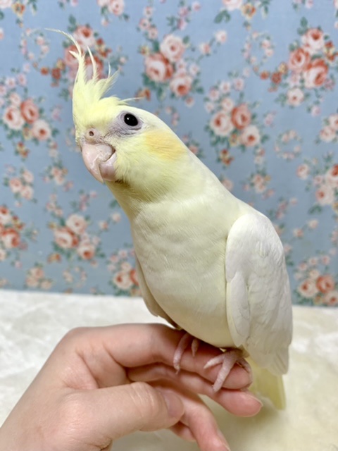 オカメインコ