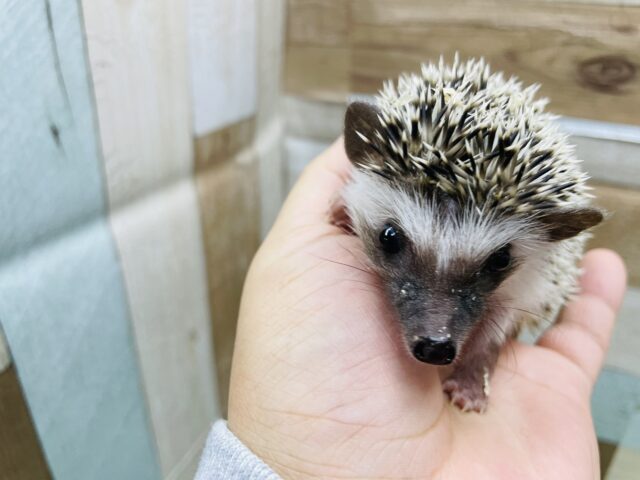 ハリネズミ（ヨツユビハリネズミ）