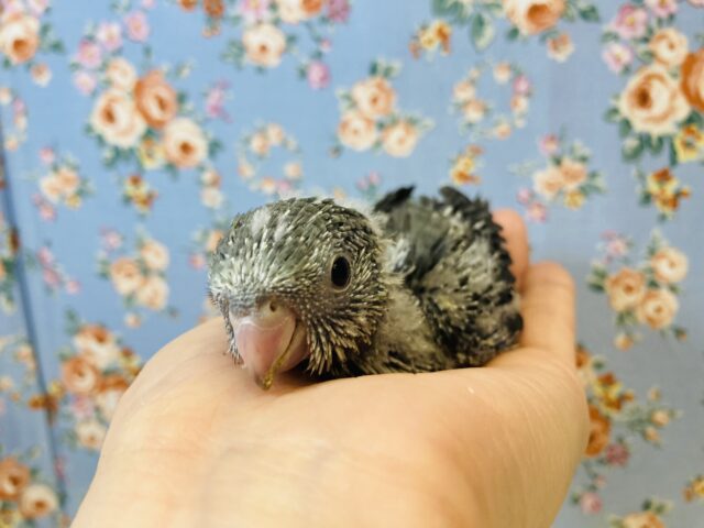 サザナミインコ
