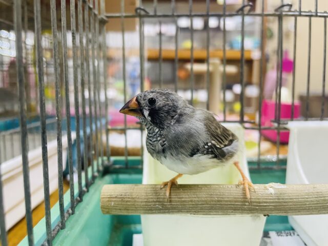 錦花鳥（キンカチョウ）