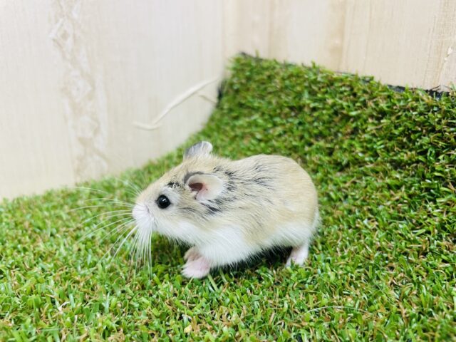 ロボロフスキーハムスター