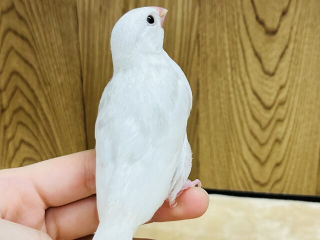 白文鳥