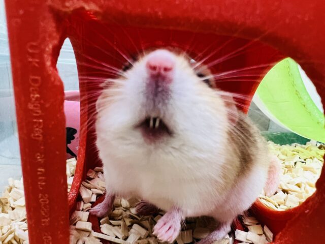 マカロニマウス（ファットテールジャービル、オブトアレチネズミ）