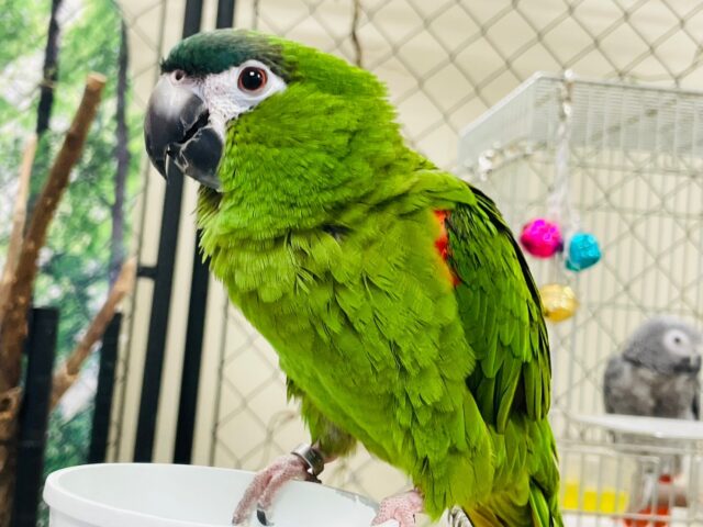 コミドリコンゴウインコ