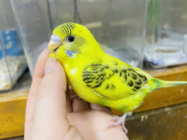セキセイインコ