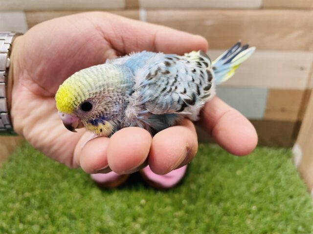 セキセイインコ