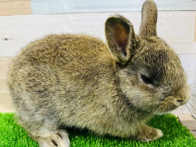 ネザーランドドワーフ