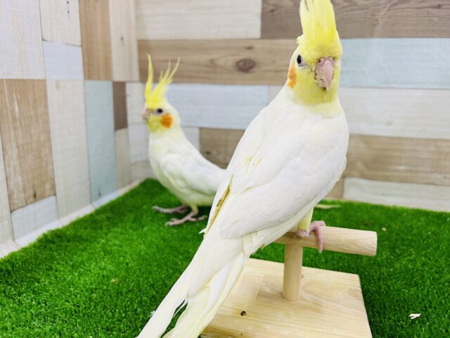 オカメインコ