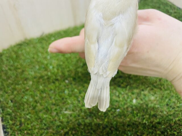 シナモン文鳥