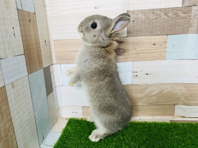 ネザーランドドワーフ