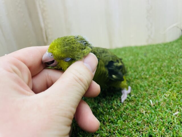 サザナミインコ