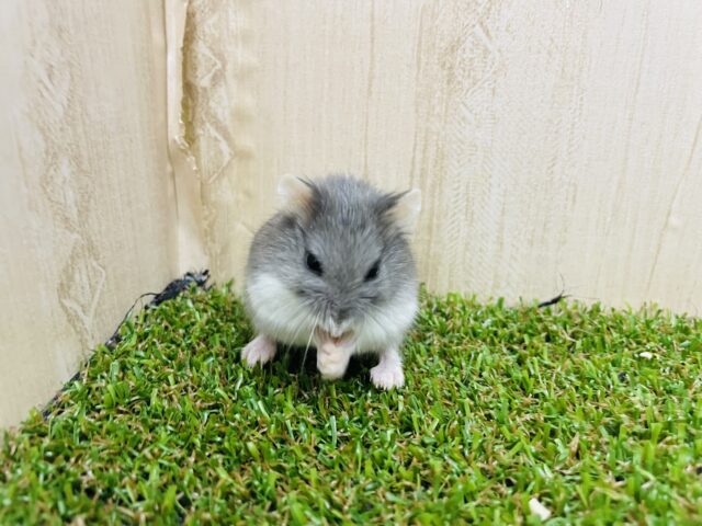 ロボロフスキーハムスター