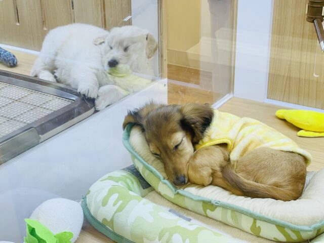 ゴールデンレトリバー