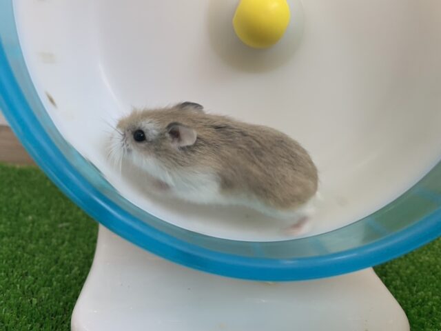 ロボロフスキーハムスター