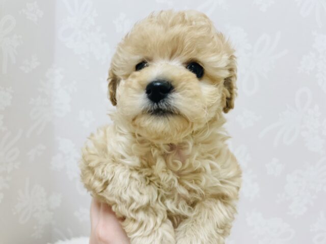 トイプードル