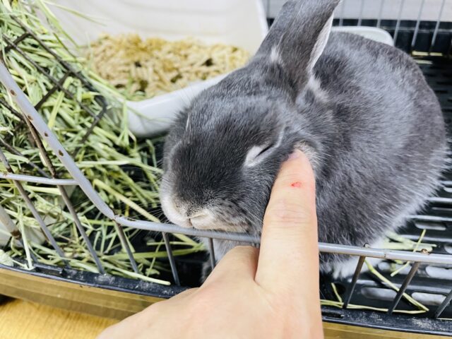 ネザーランドドワーフ