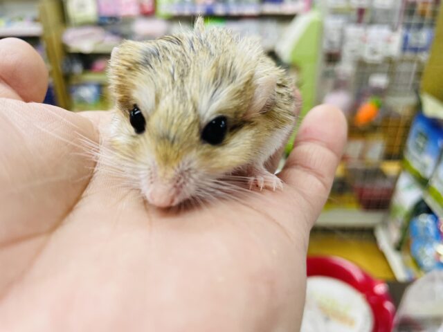 マカロニマウス（ファットテールジャービル、オブトアレチネズミ）