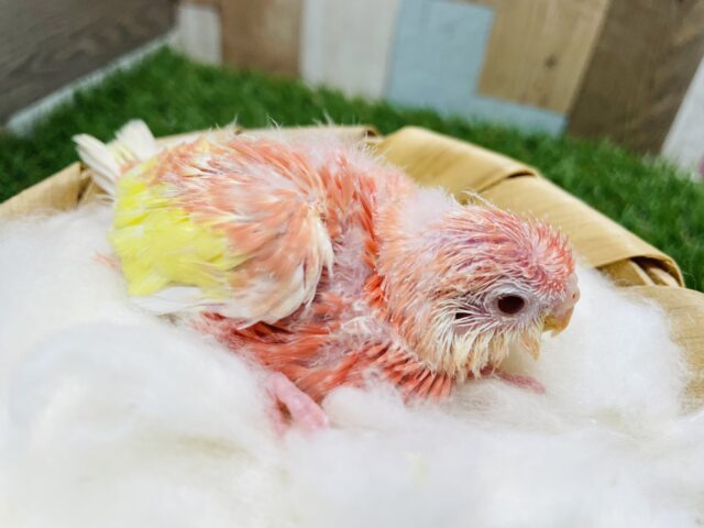 アキクサインコ（秋草インコ）