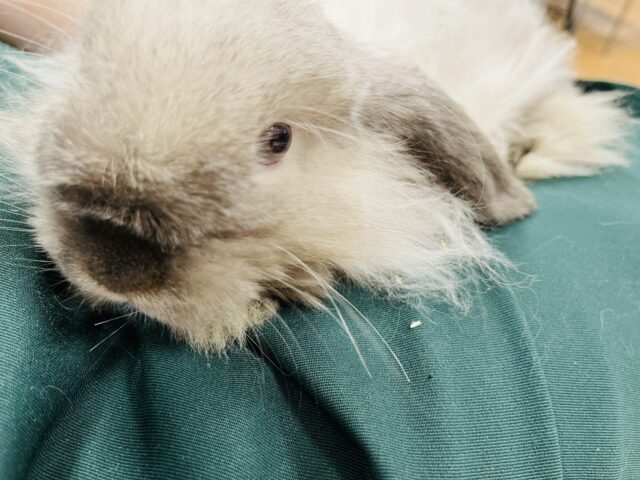 ロップイヤーラビット