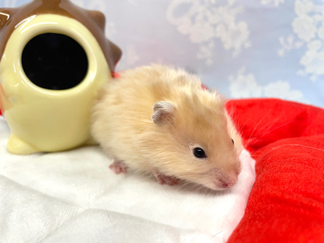 ん?ハリネズミ🦔?サテンハムスター男の子2023年1月生まれ ゴールデンハムスター